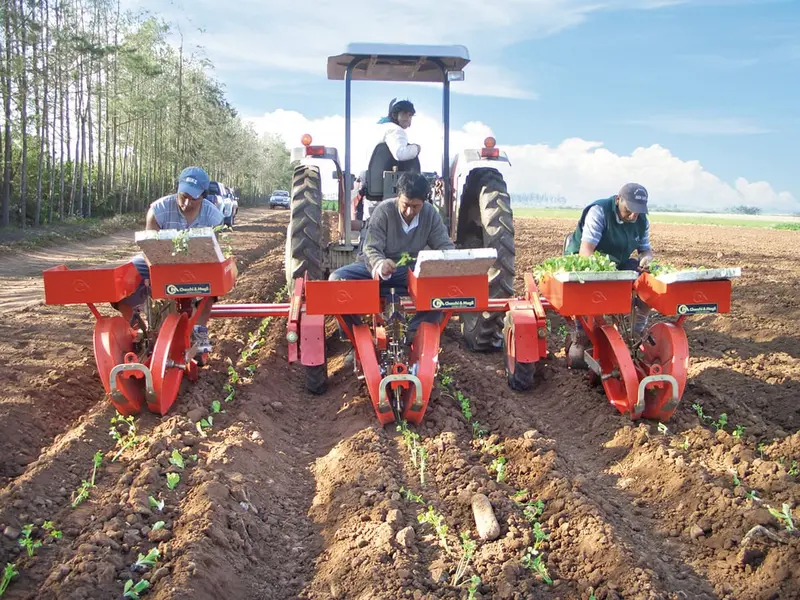 Checchi & Magli Transplanter Foxdrive R-14 | Inter-Plants Spacing 4"-5" | 20-65 Hp For Tractors 1