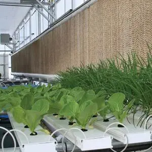 Farmtek Hydrocycle 4" Pro Nft Lettuce Growing System | Compact Hydroponic Setup For High-Yield Leafy Greens 1