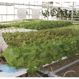 Farmtek Hydrocycle Commercial 6" Nft | Growing Systems For Indoor Farming 1