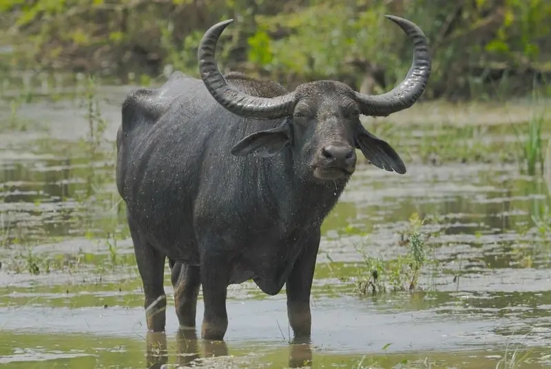 Florida Asian Water Buffalo Hunting Trip 1