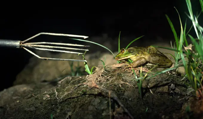 Florida Frog Gigging Trip 1