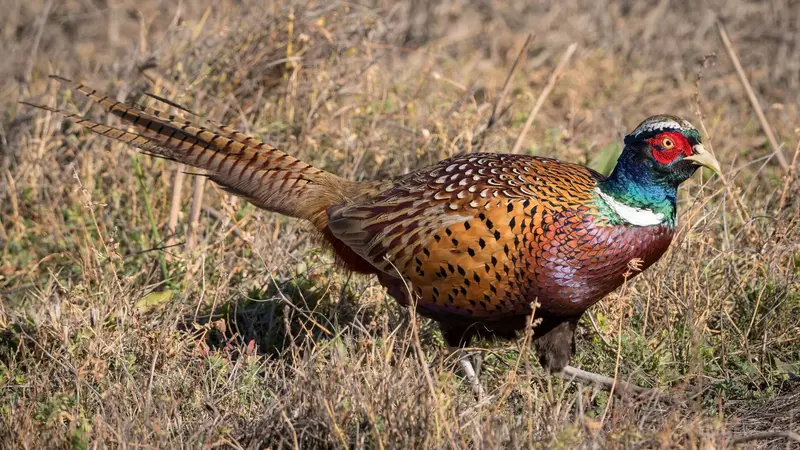 Florida Pheasant Hunting Trip - Tower Shoot 1