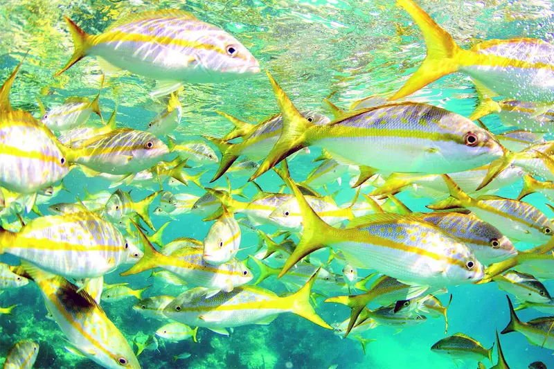 Florida Reef & Wreck Fishing Trips 1