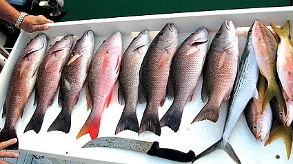 Florida Reef & Wreck Fishing Trips 7