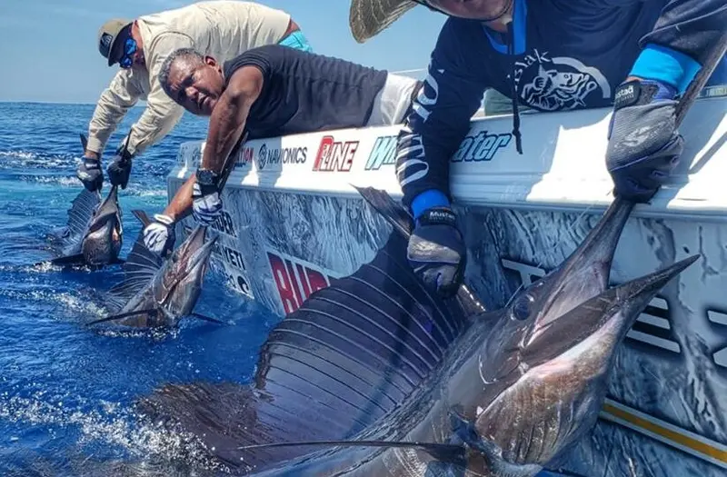 Florida Sailfish Fishing Trips 1