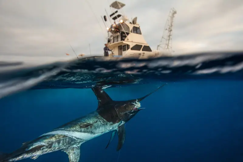 Florida Swordfish Fishing Trips 1