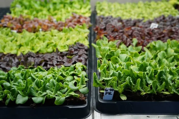 Freight Farms The Greenery | Hydroponic Container Farm | 40 X 8 Feet Linear Growing Space 1