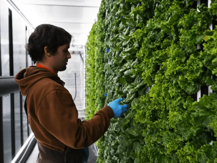 Freight Farms The Greenery | Hydroponic Container Farm | 40 X 8 Feet Linear Growing Space 2