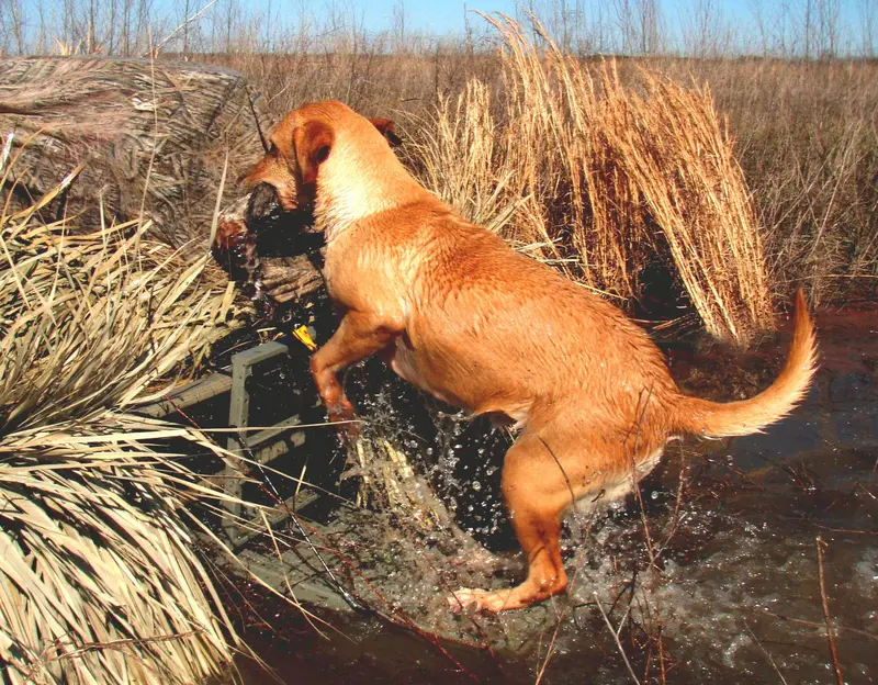 Great Day | Load-A-Pup Hunting Dog Ramp | Model Lp500hd | Platform Size 14"X20" | 200 Lb Capacity | Horsepower 0 Hp | For Hunting Dogs 1