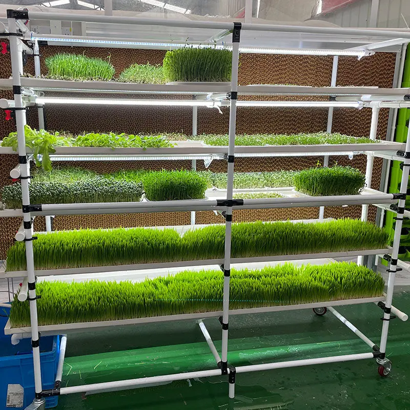 Lyine 6-2 Hydroponic Rack System With Led Light - Hydroponics Growing System |200 * W135* H190 |4 Trays X 6 Layers 1