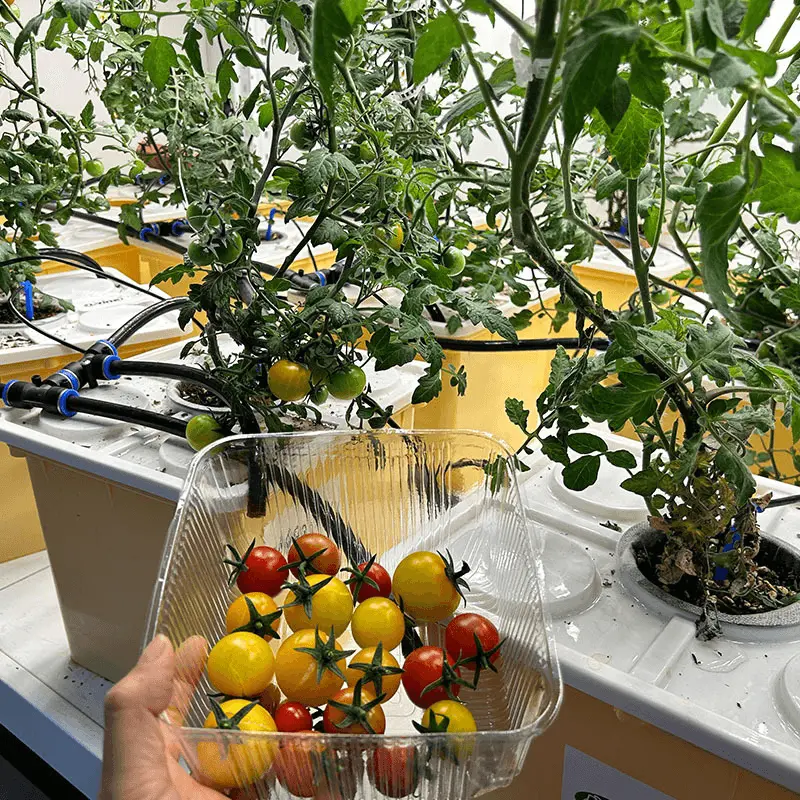 Lyine Dutch Bucket System - Hydroponic Growing System | 90X90x73 Cm 6