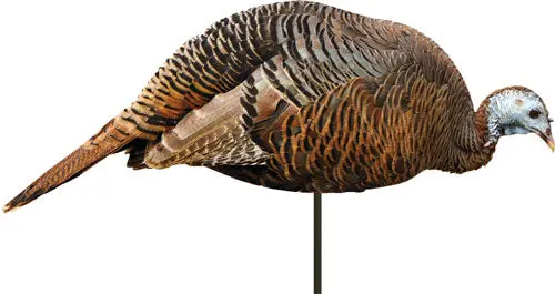 Montana Decoy Turkey Hen - Dinner Beele 1