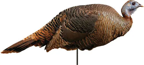 Montana Decoy Turkey Spring - Fling Hen 1
