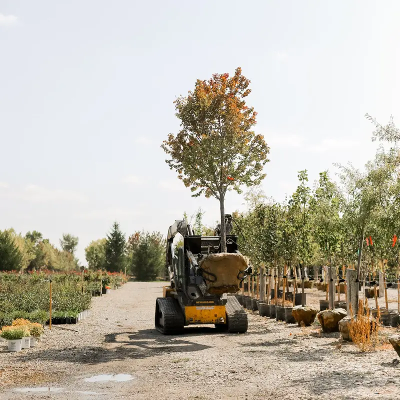 Proline Tree Planting Equipment | Model Grabber Xl | Width 54" | Rootball Capacity 32"-54" | Reach 8' | Hydraulic Flow Range 15–25 Gpm | For Skid Steers 1