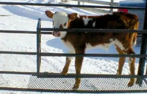 Top Dog Attachments Calf Catching Corral | Width 75" | 15-25 Gpm | For Mini Skid Steers 1